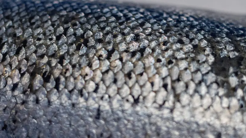 Cómo identificar pescado fresco